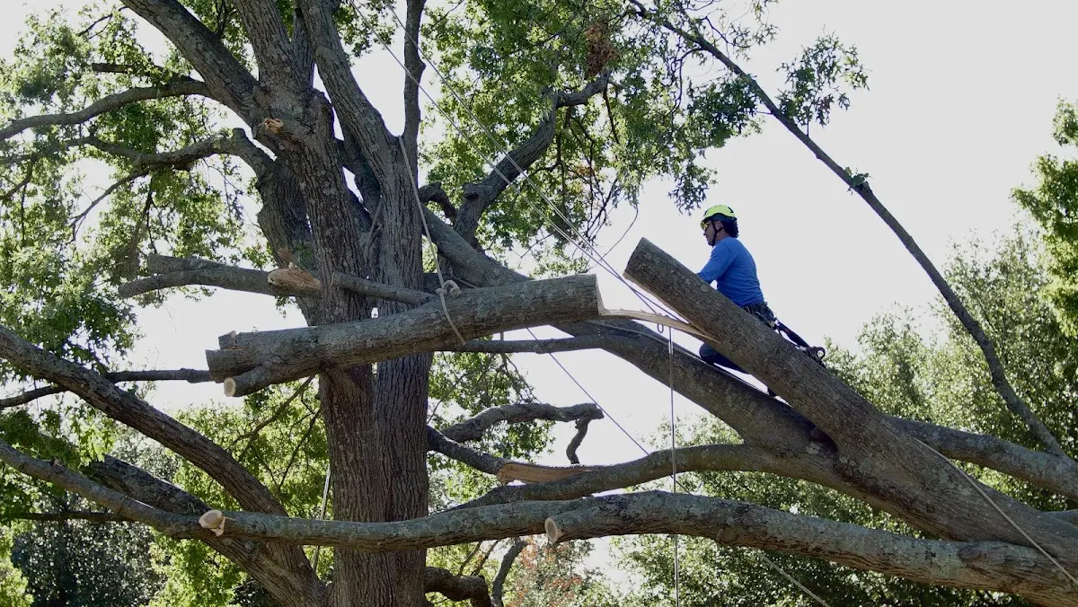 Professional Hazardous Tree Removal performed by certified arborists in Brocket
